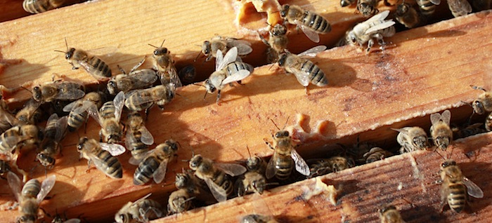 tl_files/demografiken/galerie/Bienen Obertraeger3.jpg