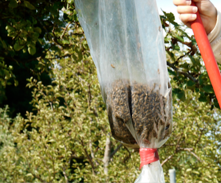 tl_files/demografiken/galerie/Bildersammlung oeffentlich/3kg Bienen.png