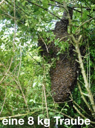 tl_files/demografiken/galerie/Bildersammlung oeffentlich/8 kg TrUBE.png