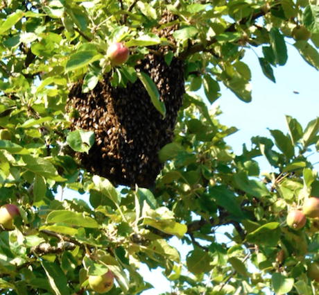 tl_files/demografiken/galerie/Bildersammlung oeffentlich/Schwarm.png