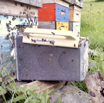 tl_files/demografiken/galerie/Bildersammlung oeffentlich/Schwarmfang Flugloch.png