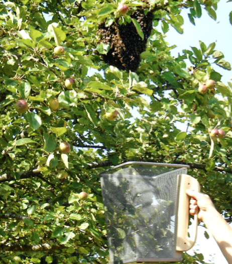 tl_files/demografiken/galerie/Bildersammlung oeffentlich/Schwarmfang mit Box.png