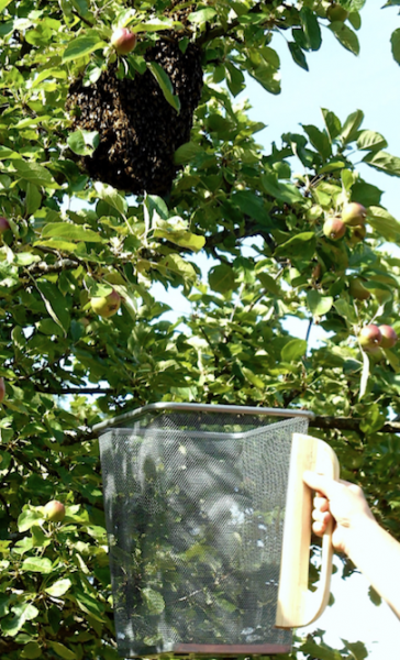 tl_files/demografiken/galerie/Bildersammlung oeffentlich/schwarmeinholen box.png